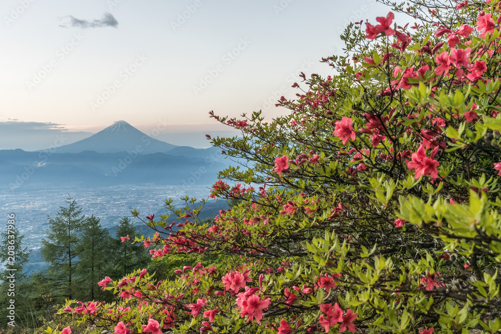 春天的日本杜鹃花和富士山。杜鹃花或Tsutsuji-Ja的春天的花朵