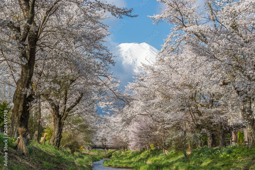 樱花树和富士山在Oshino Hakkai的春天