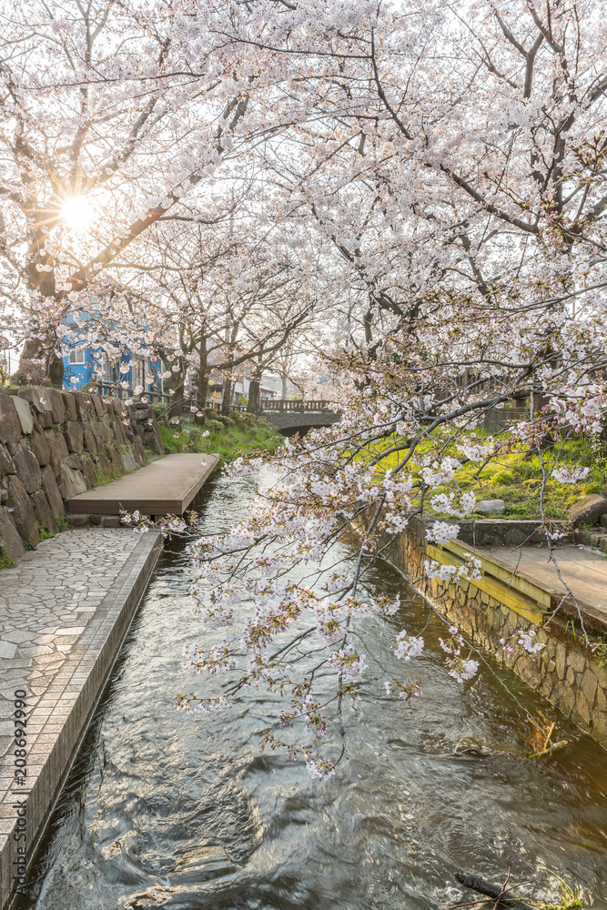 日本樱花在春天开小运河