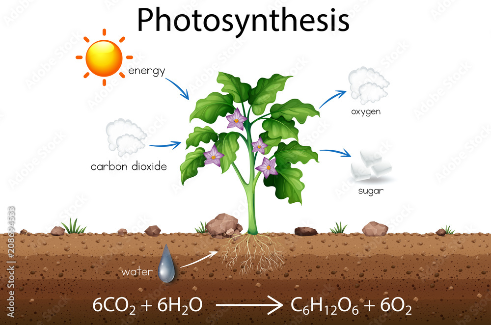 光合作用解释科学图