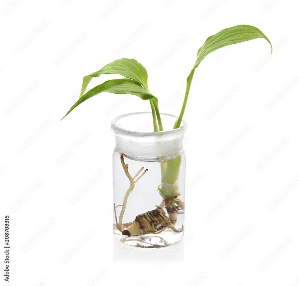 Glass flask with plant on white background