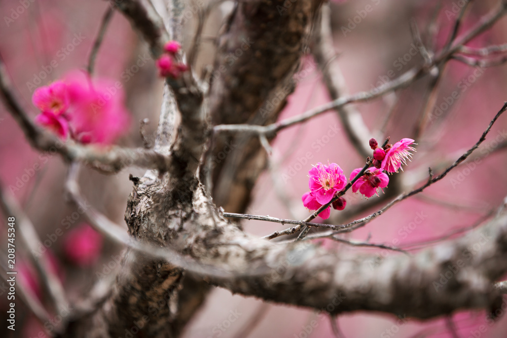 粉红梅花