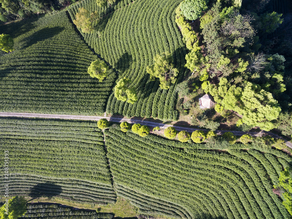 茶园美景