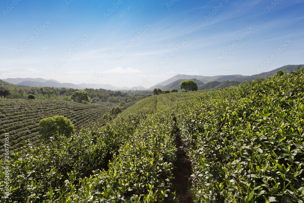 茶园美景