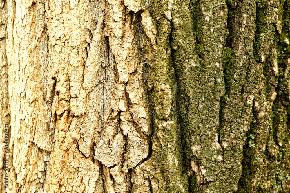 Tree trunk covered with moss, closeup