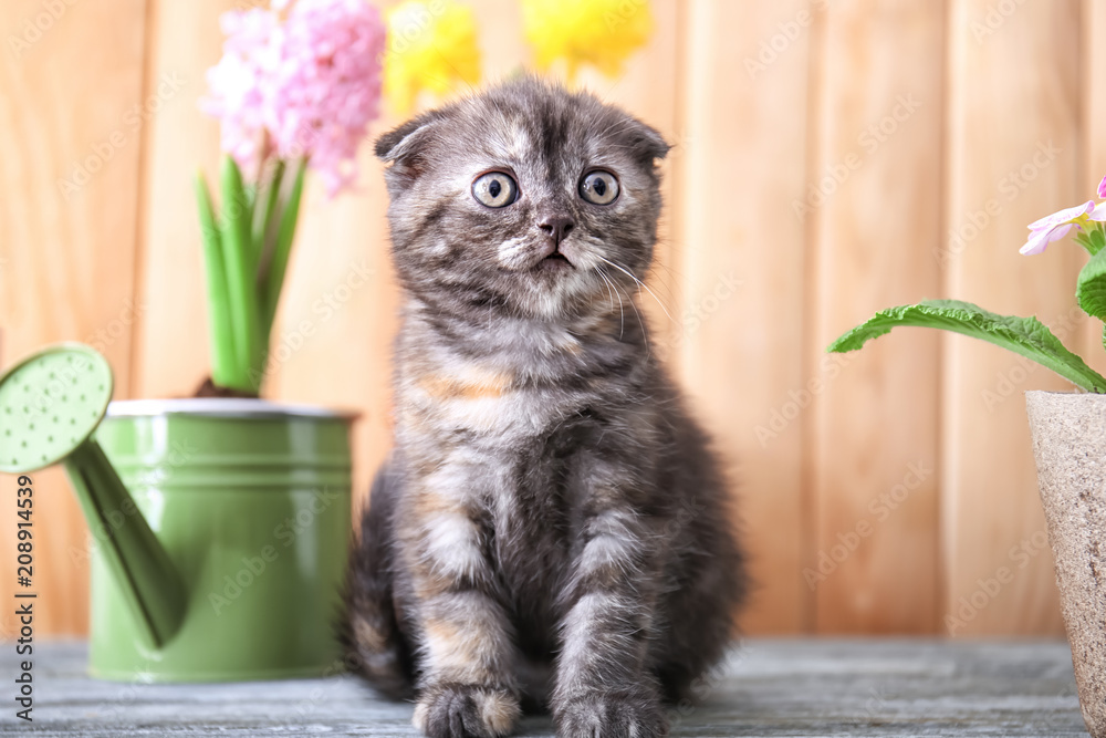 家里地板上有漂亮的植物，花盆附近有可爱的小猫