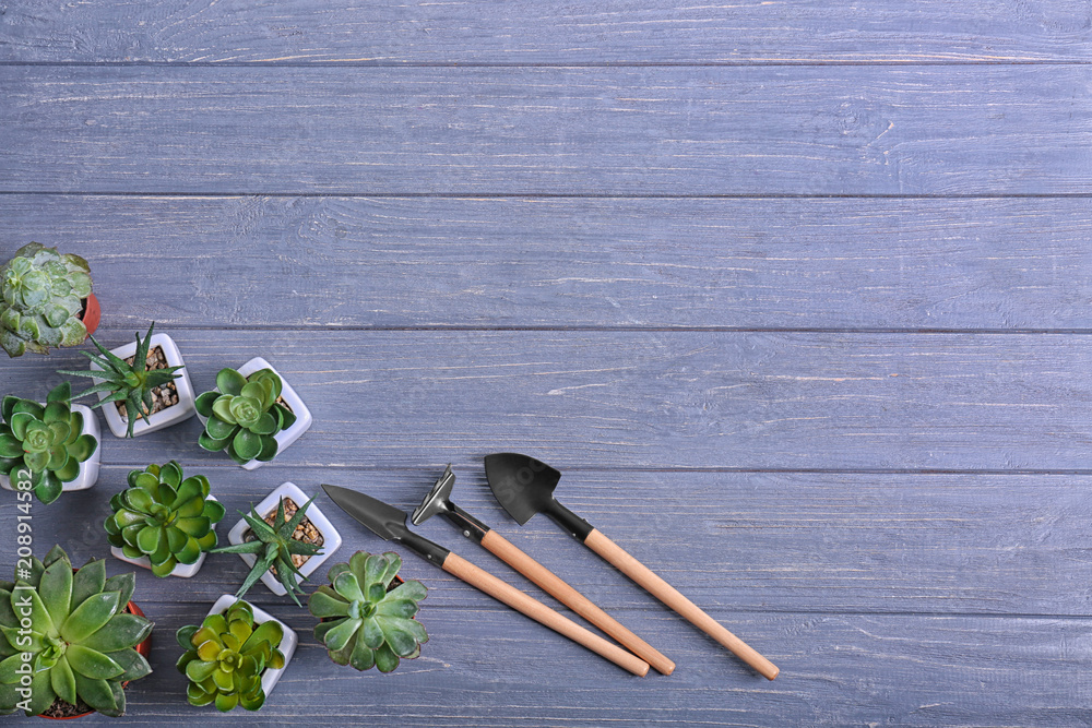 Pots with plants and gardening tools on wooden background