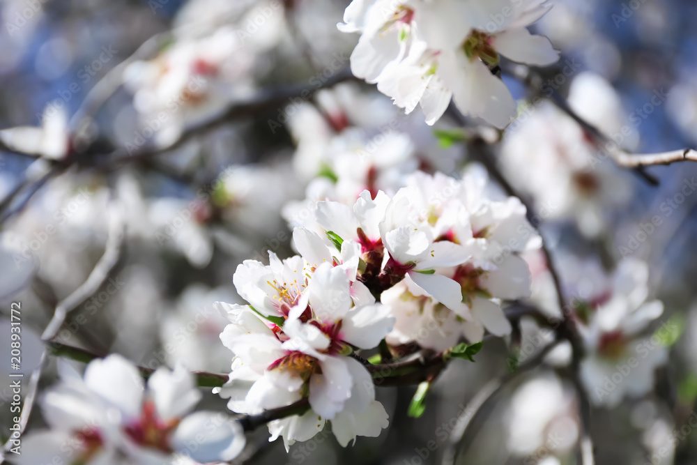 Branch of blossoming fruit tree on blurred background