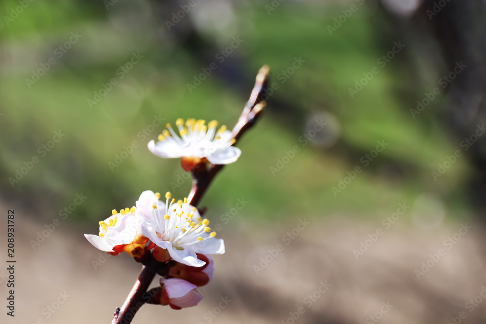 背景模糊，有花朵的树枝