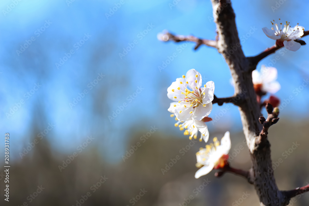 Branch of tree with flowers on blurred background