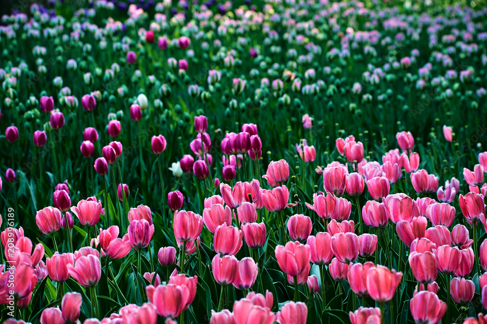 The scenic of tulips in the garden.