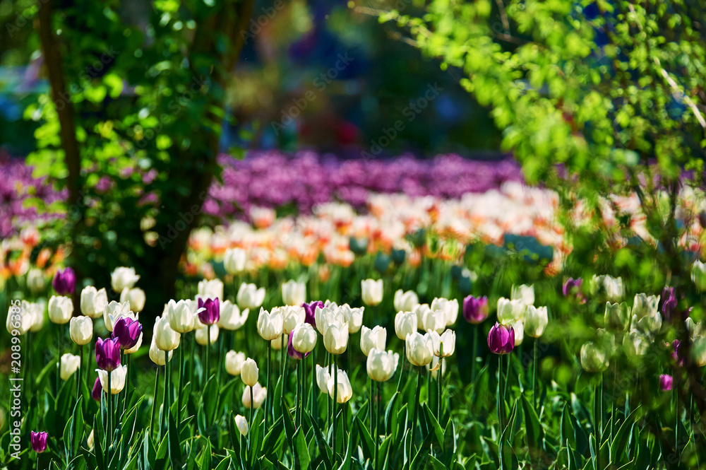 The scenic of tulips in the garden.