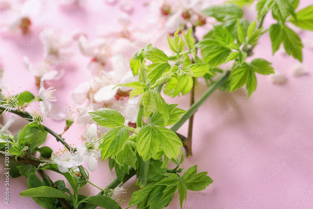 彩色背景下美丽的开花树枝，特写