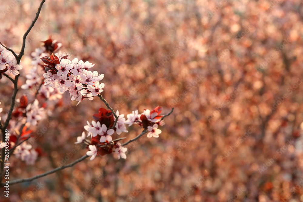 Branches with blooming flowers on blurred background