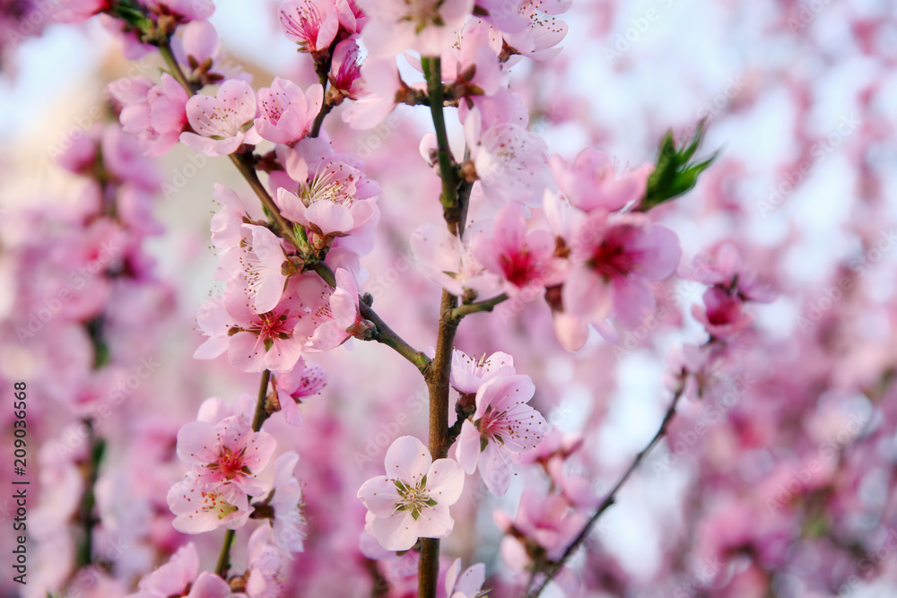 Branches with blooming flowers on blurred background