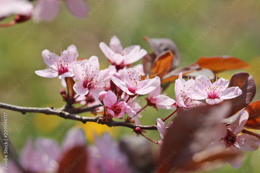 美丽的户外开花树，特写