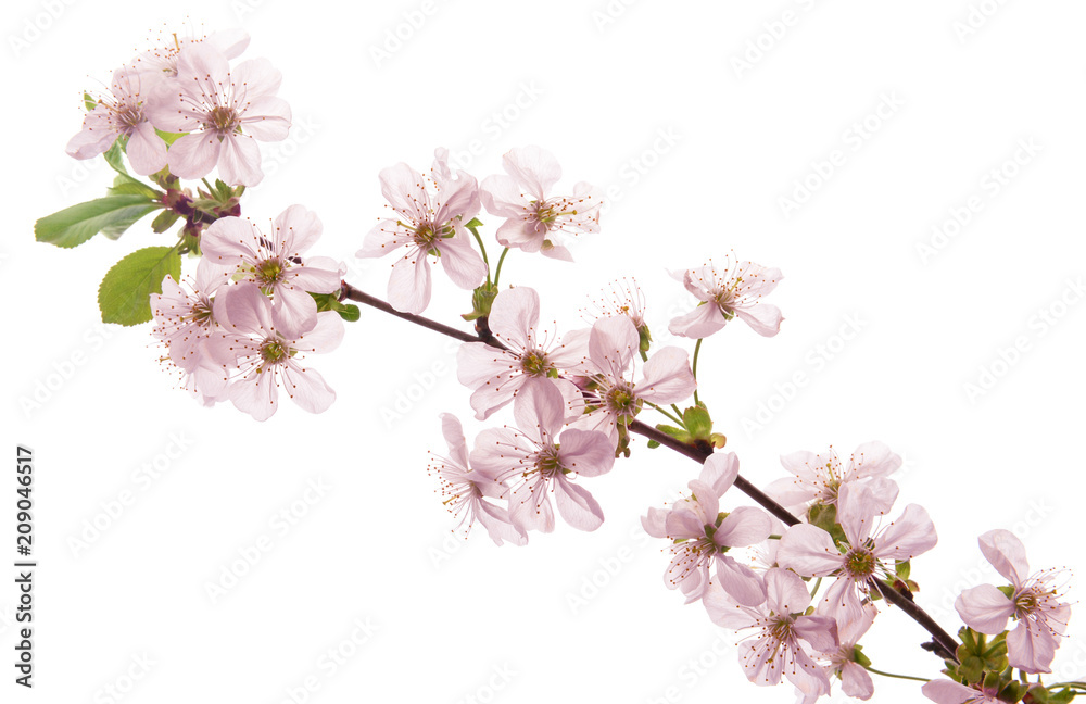 Beautiful blossoming branch on white background