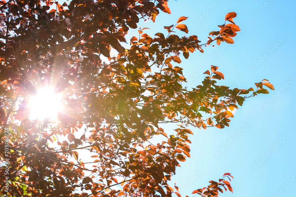 Beautiful blossoming tree branches against blue sky