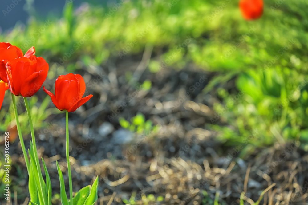 Beautiful blooming tulips outdoors