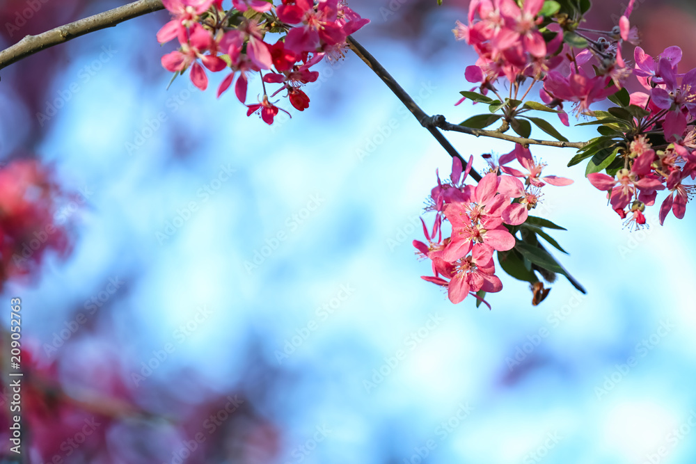 Beautiful blossoming tree branch outdoors