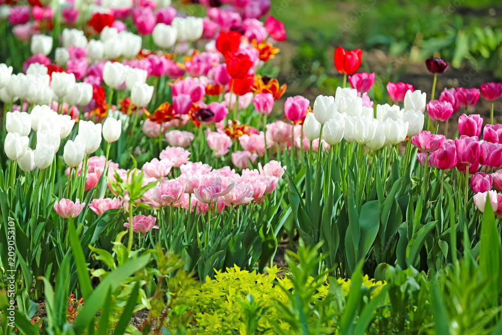 Beautiful blossoming tulips outdoors