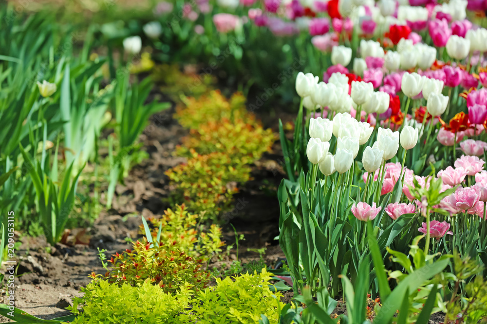 Beautiful blossoming tulips outdoors