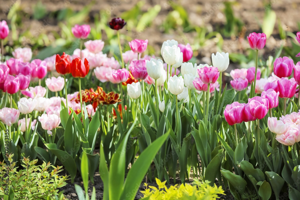 Beautiful blossoming tulips outdoors