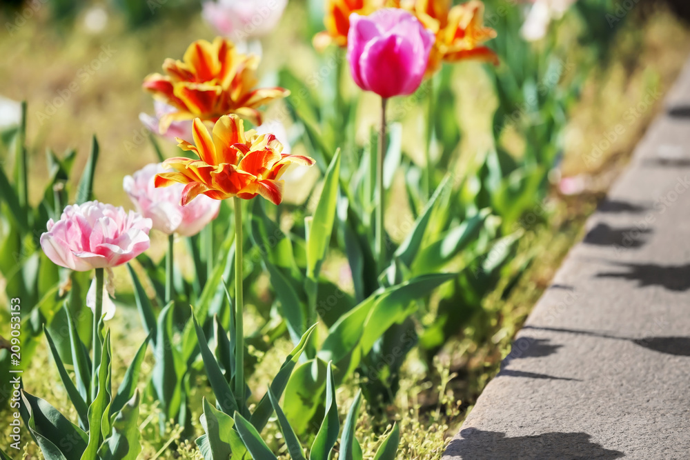 Beautiful blossoming tulips outdoors