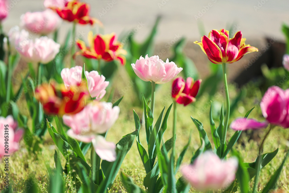 Beautiful blossoming tulips outdoors