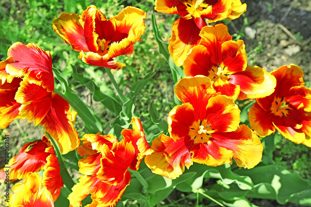 Beautiful blossoming tulips on sunny spring day outdoors