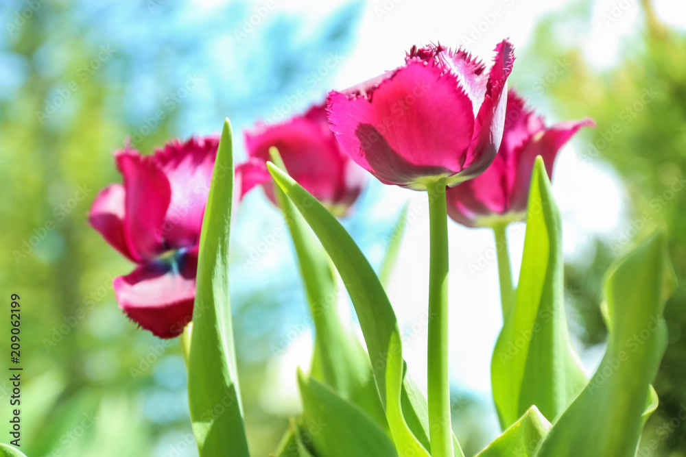 Beautiful blossoming tulips on sunny spring day outdoors