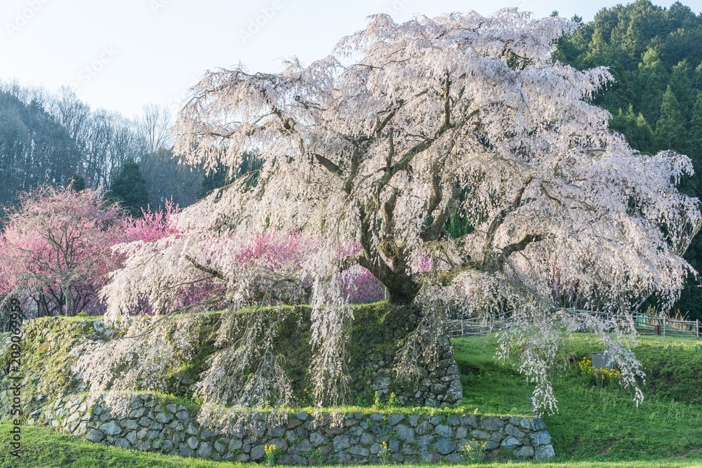 奈良县宇田市弘果地区种植的受人喜爱的巨型垂枝樱花