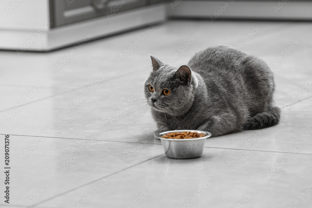 家里装满宠物食品的可爱猫