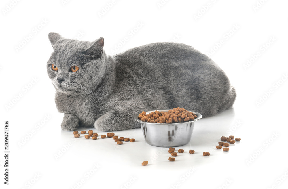 可爱的猫和碗，白底食物