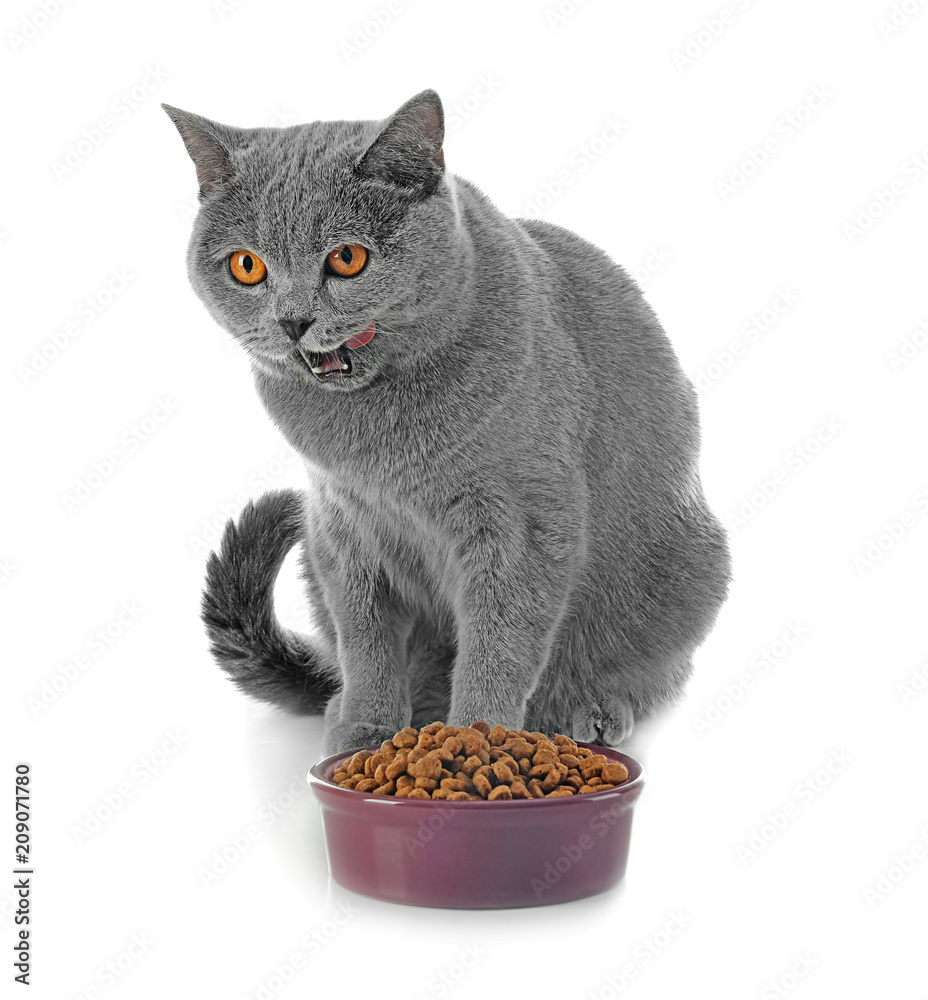 Adorable cat and bowl with food on white background