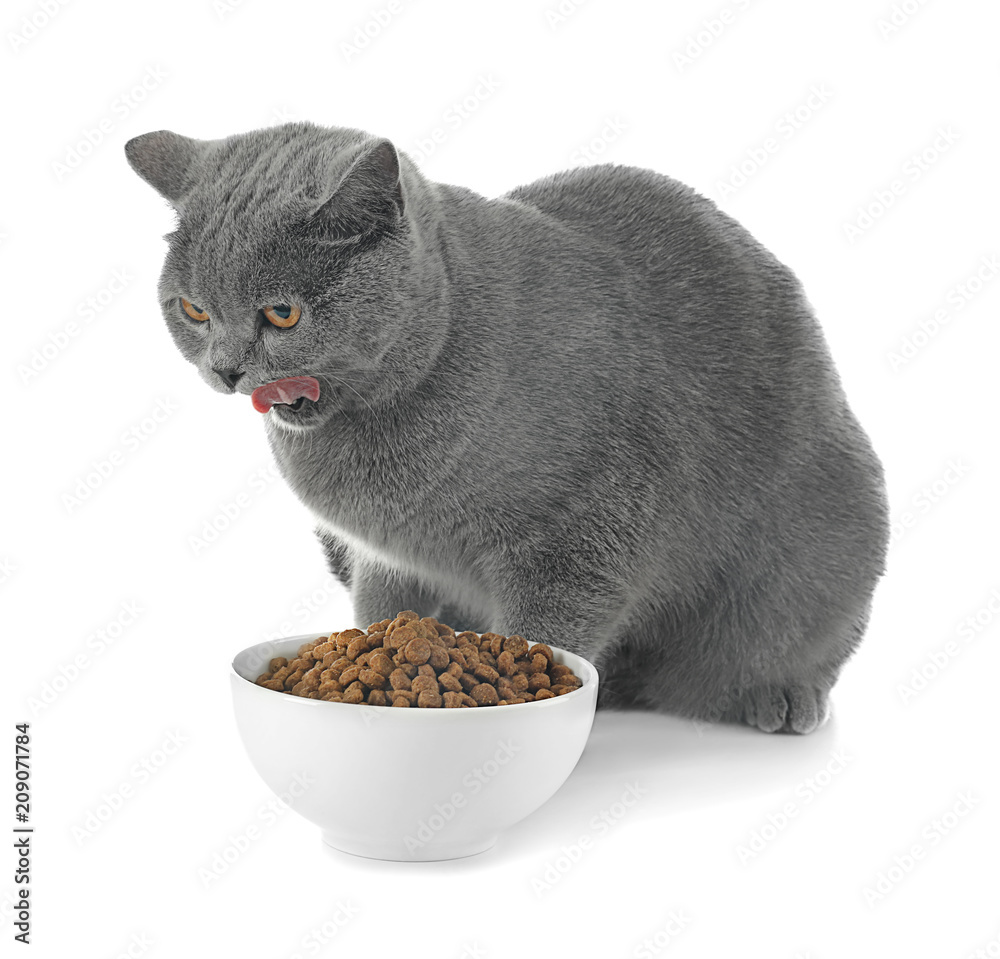 可爱的猫和碗，白底食物