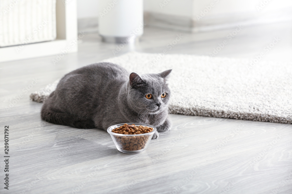 家里有食物的碗附近的可爱的猫