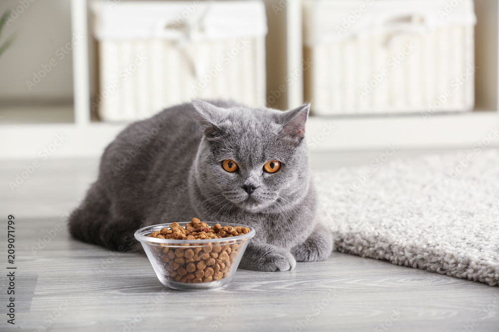 家里有食物的碗附近可爱的猫