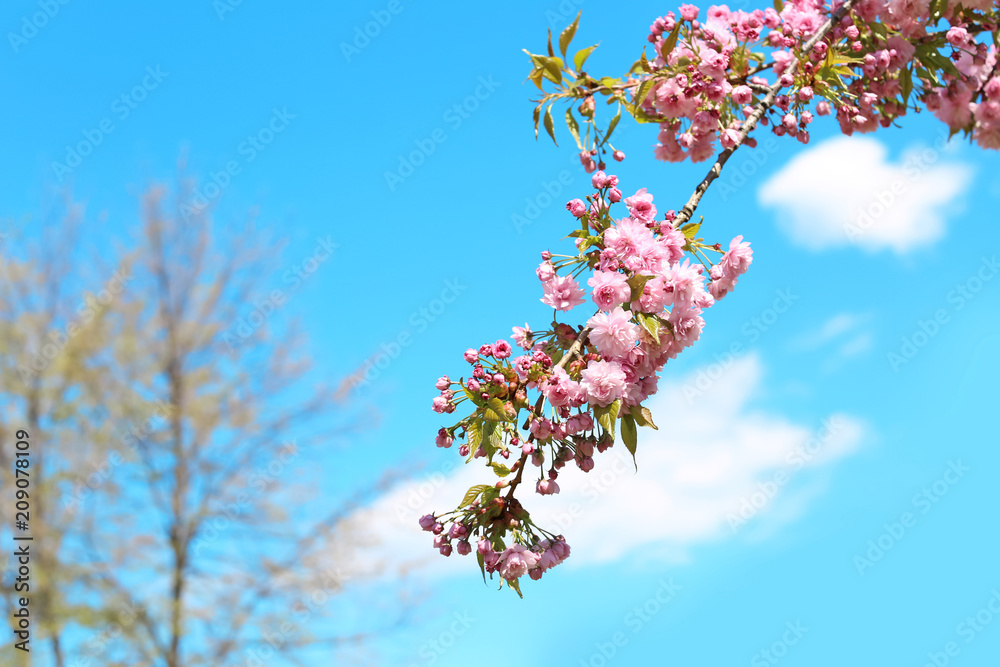 春日阳光明媚，枝繁叶茂