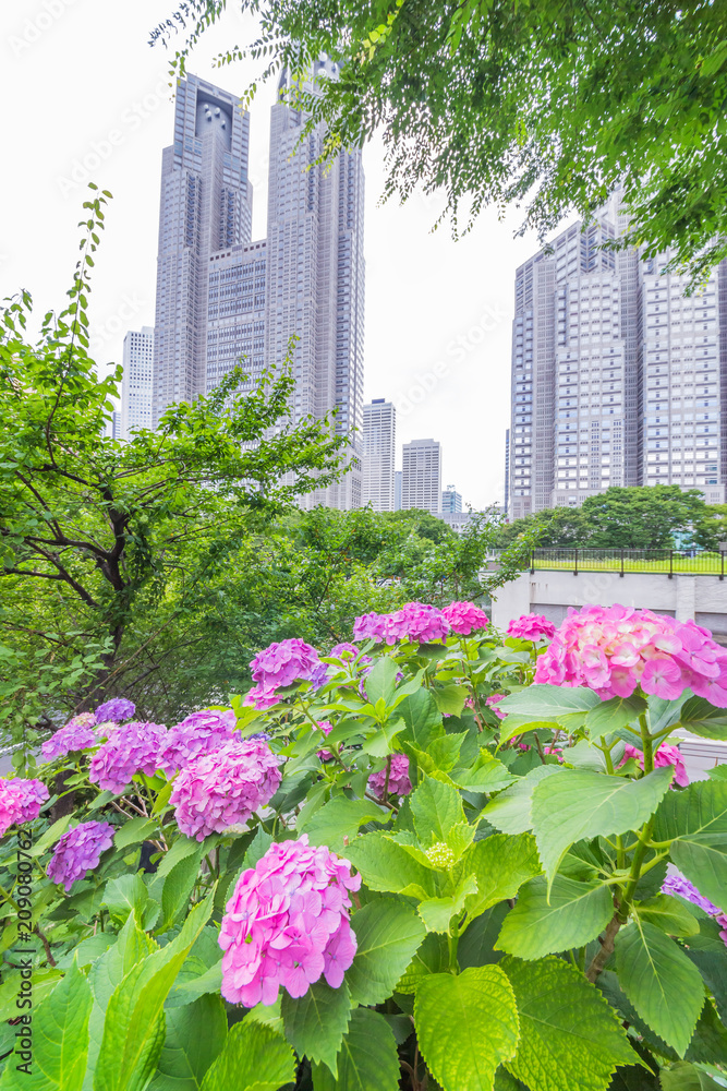 紫陽花と新宿高層ビル群