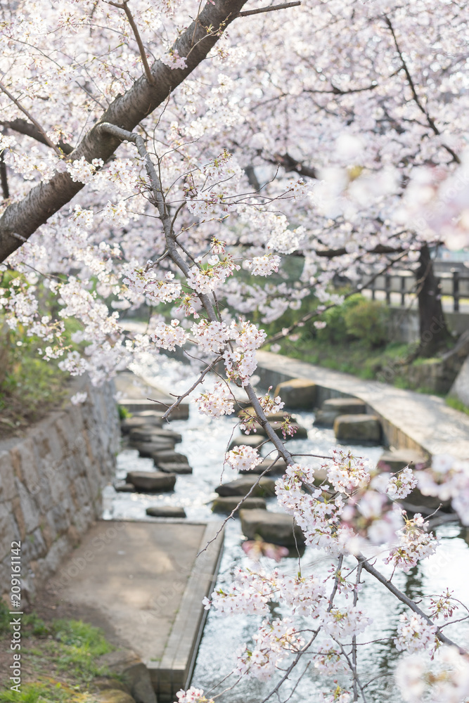 日本樱花与小运河在春天的季节