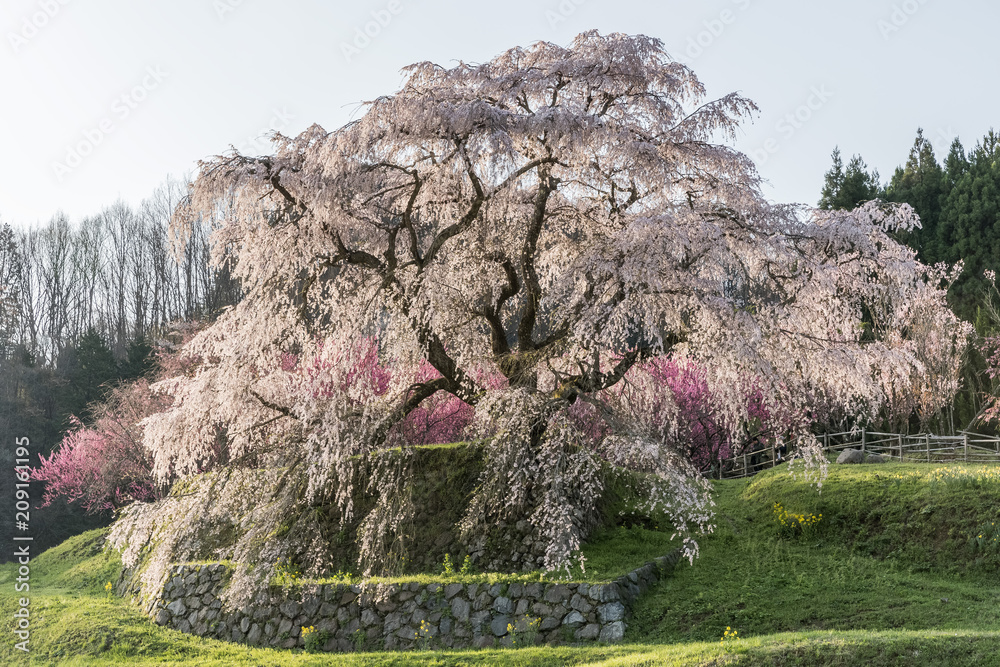 Matabei sakura，种植在奈良县宇田市洪果地区的受人喜爱的巨型悬垂樱花树