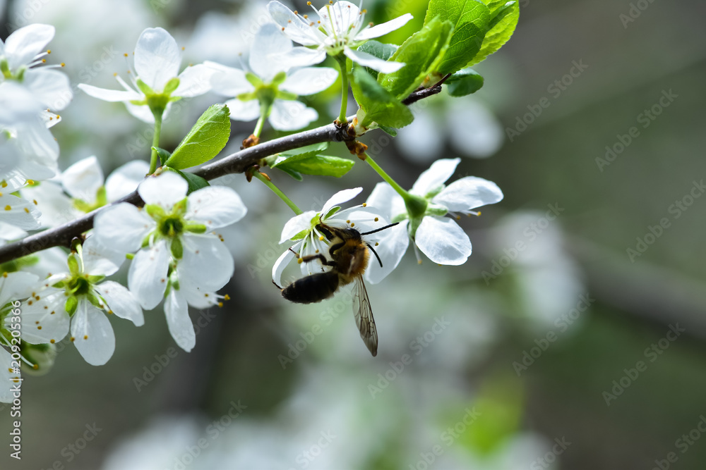 蜜蜂在盛开的春天花园里采集花蜜