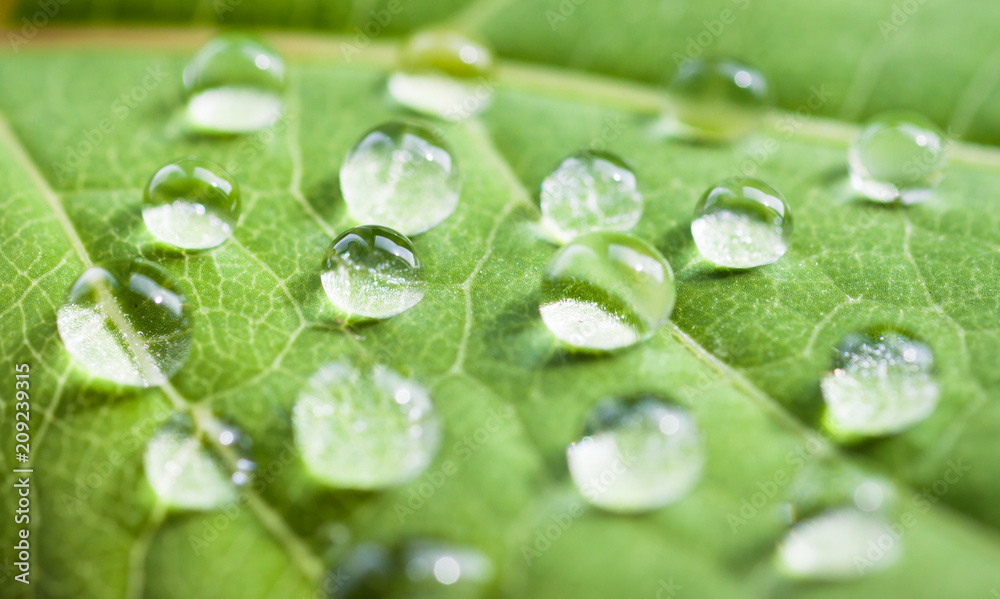 Green leaf with water drops, selective focus with shallow depth of field.