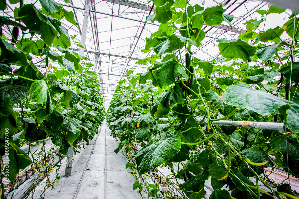 Cucumber green plantation