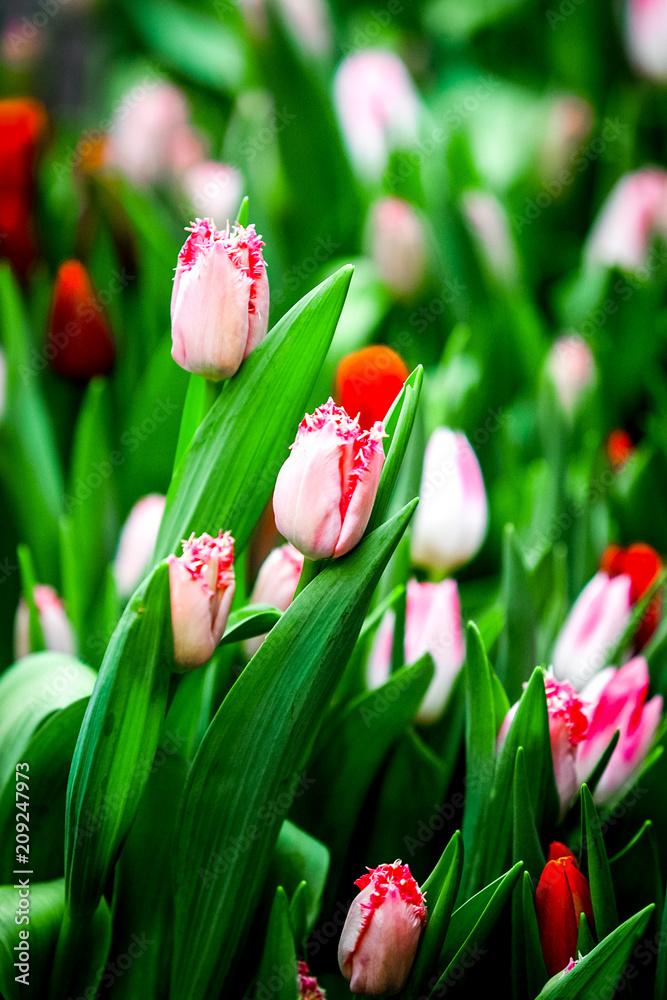 Tulips in a greenhouse.