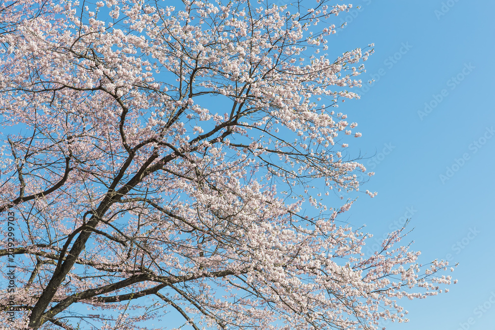 日本樱花春天开花