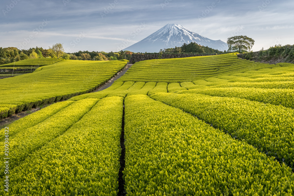 静冈县春天的茶园和富士山