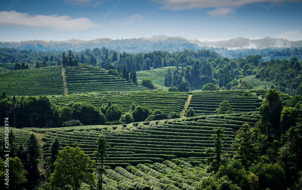 茶园景观