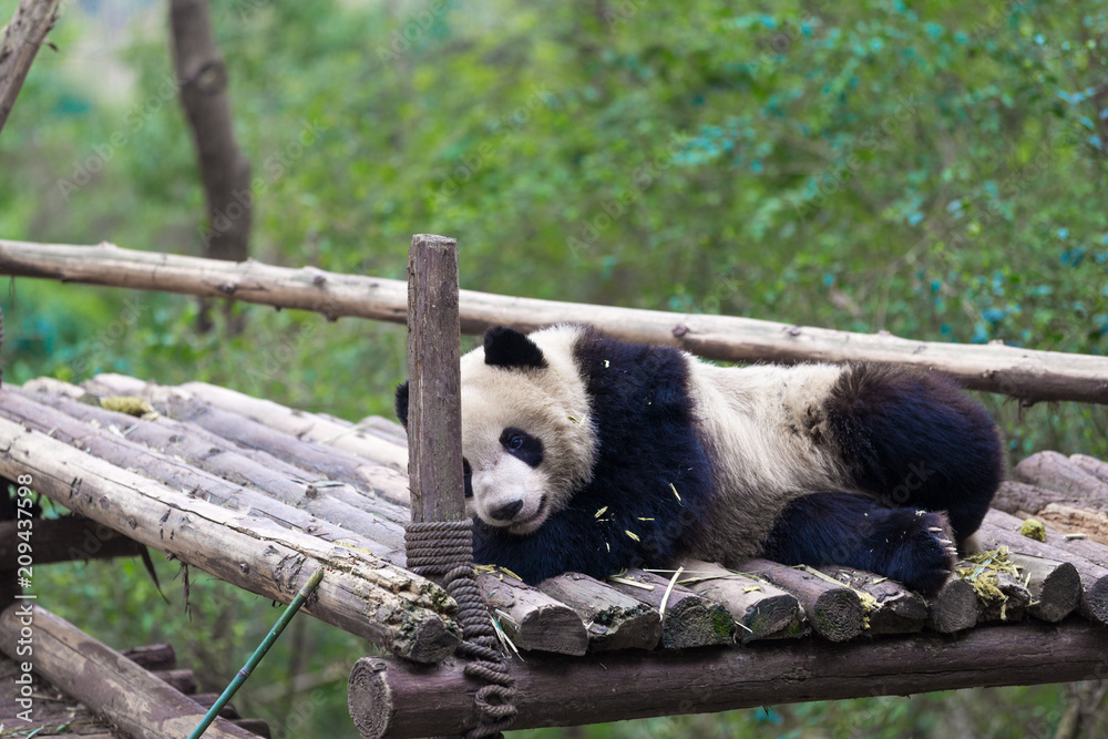 panda in chengdu